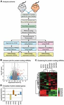 Transcriptome Analysis of Pineal Glands in the Mouse Model of Alzheimer’s Disease